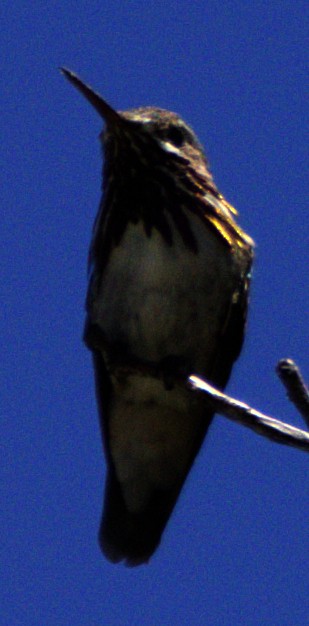 Calliope Hummingbird - ML621069188