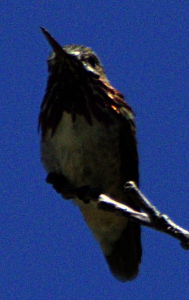 Calliope Hummingbird - ML621069189