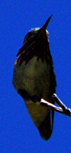 Calliope Hummingbird - ML621069190