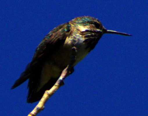 Calliope Hummingbird - ML621069192