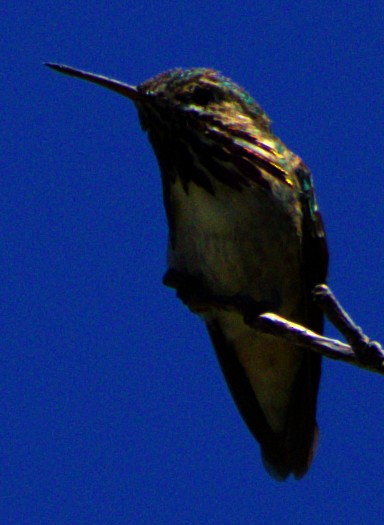 Calliope Hummingbird - Andrew Melnick
