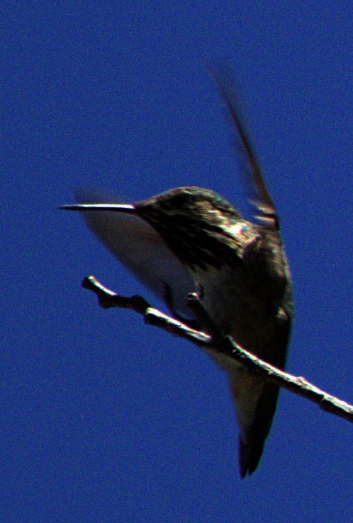 Calliope Hummingbird - ML621069195