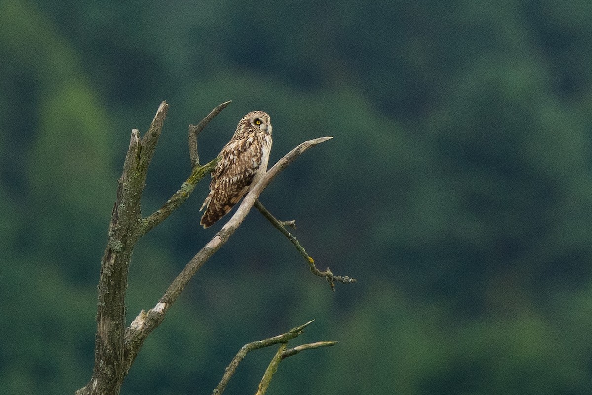 Short-eared Owl - ML621069207
