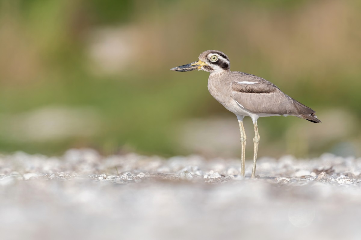 Great Thick-knee - ML621069224