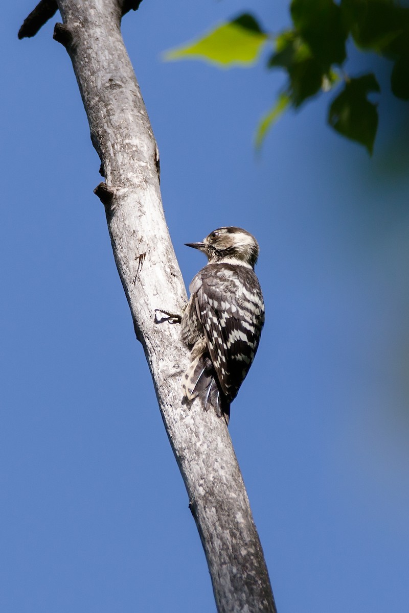 Lesser Spotted Woodpecker - ML621069281
