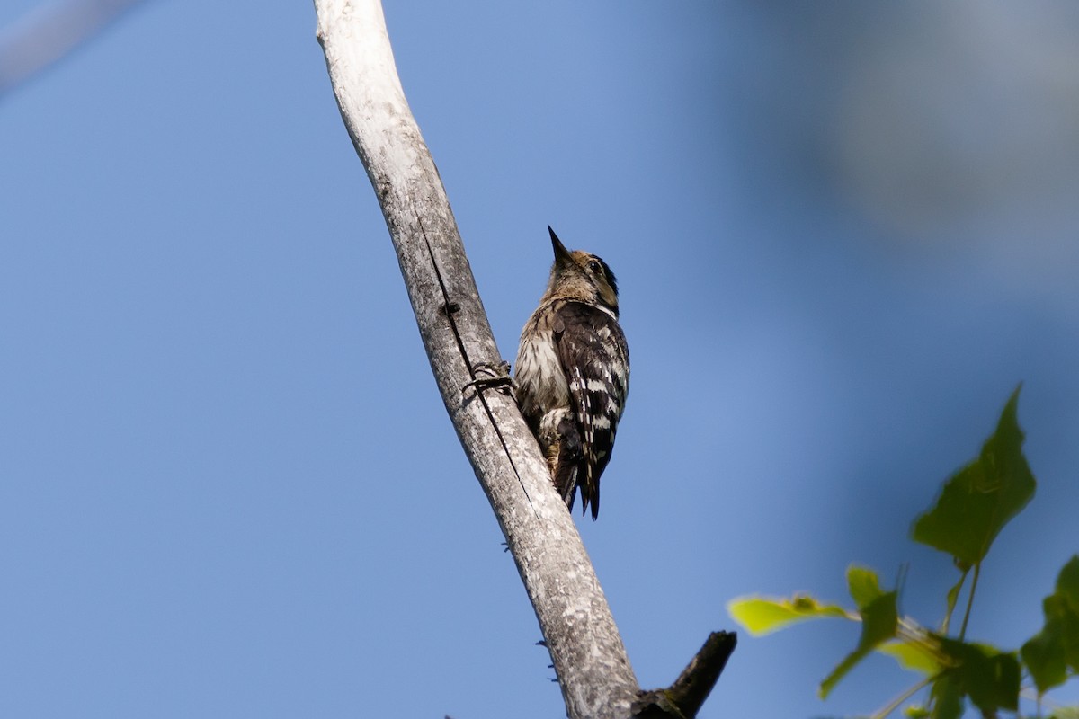 Lesser Spotted Woodpecker - ML621069282