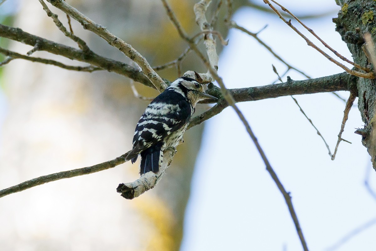 Lesser Spotted Woodpecker - ML621069283