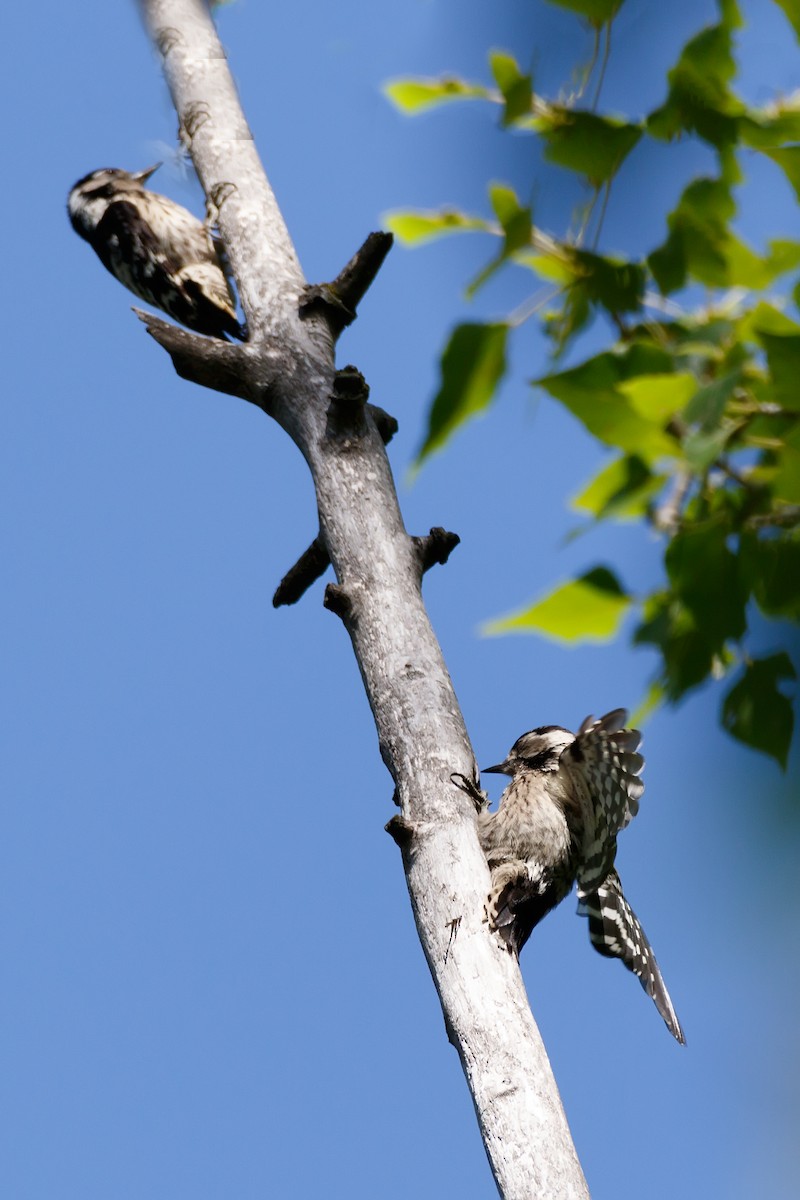 Lesser Spotted Woodpecker - ML621069284