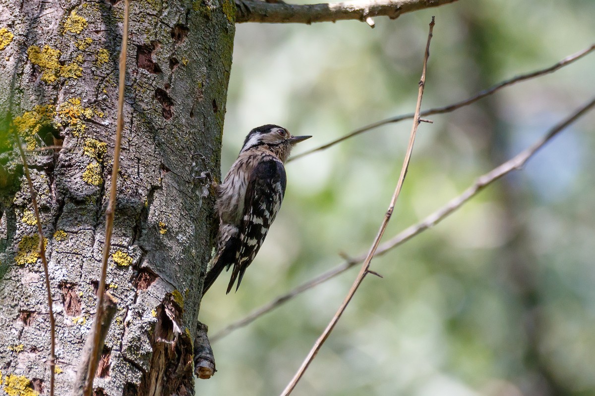 Lesser Spotted Woodpecker - ML621069285