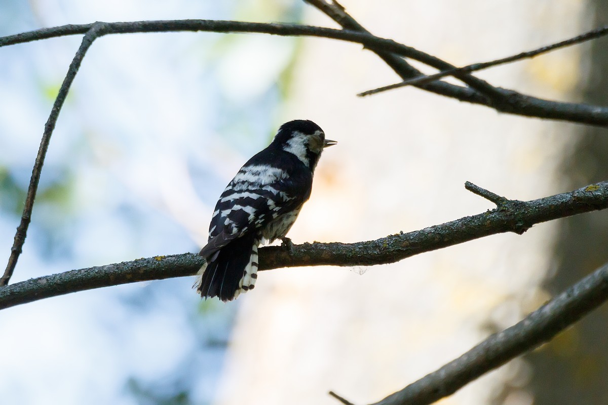 Lesser Spotted Woodpecker - ML621069286