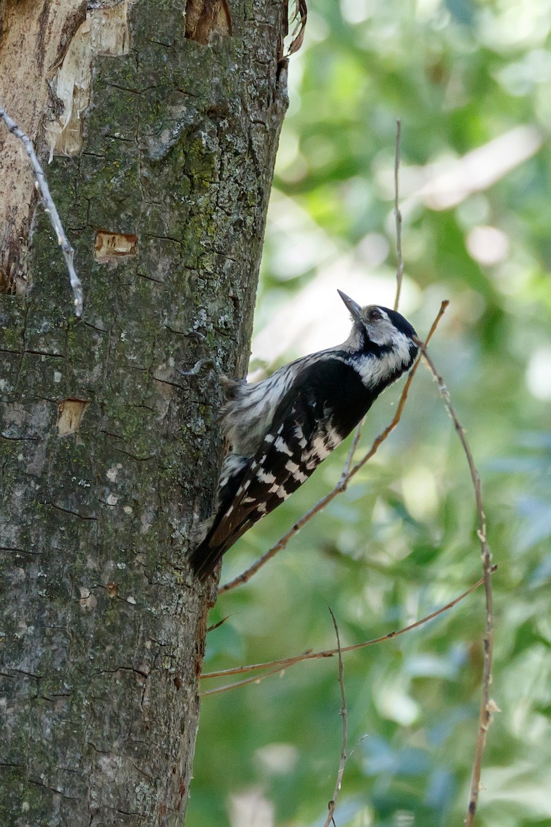 Lesser Spotted Woodpecker - ML621069287
