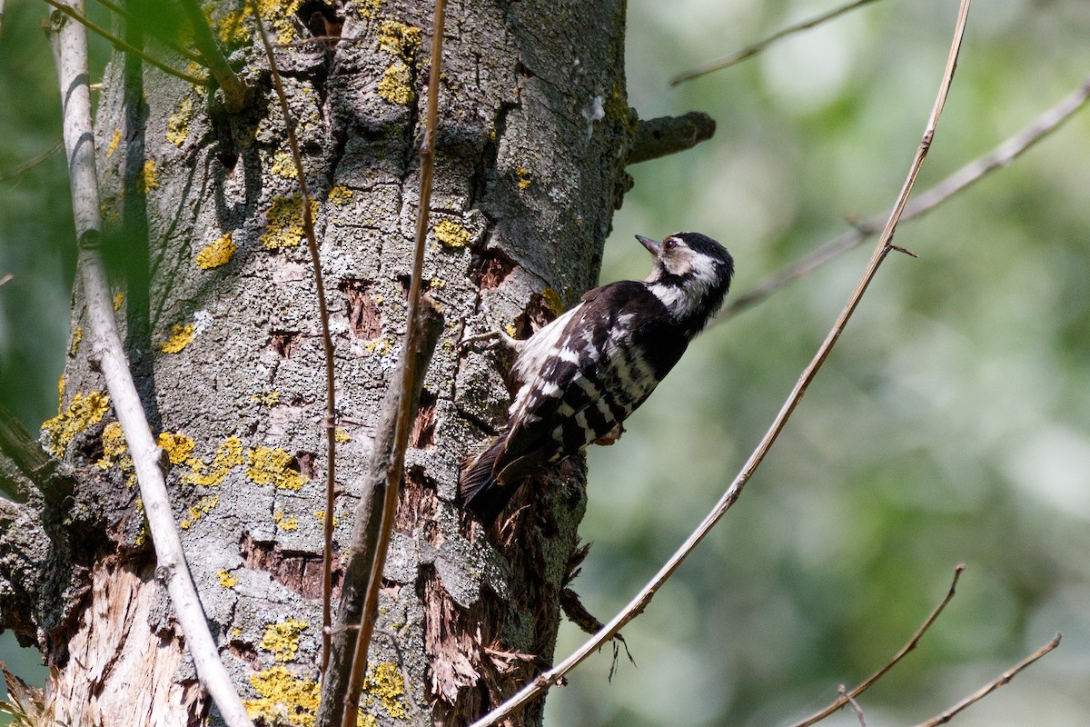 Lesser Spotted Woodpecker - ML621069288