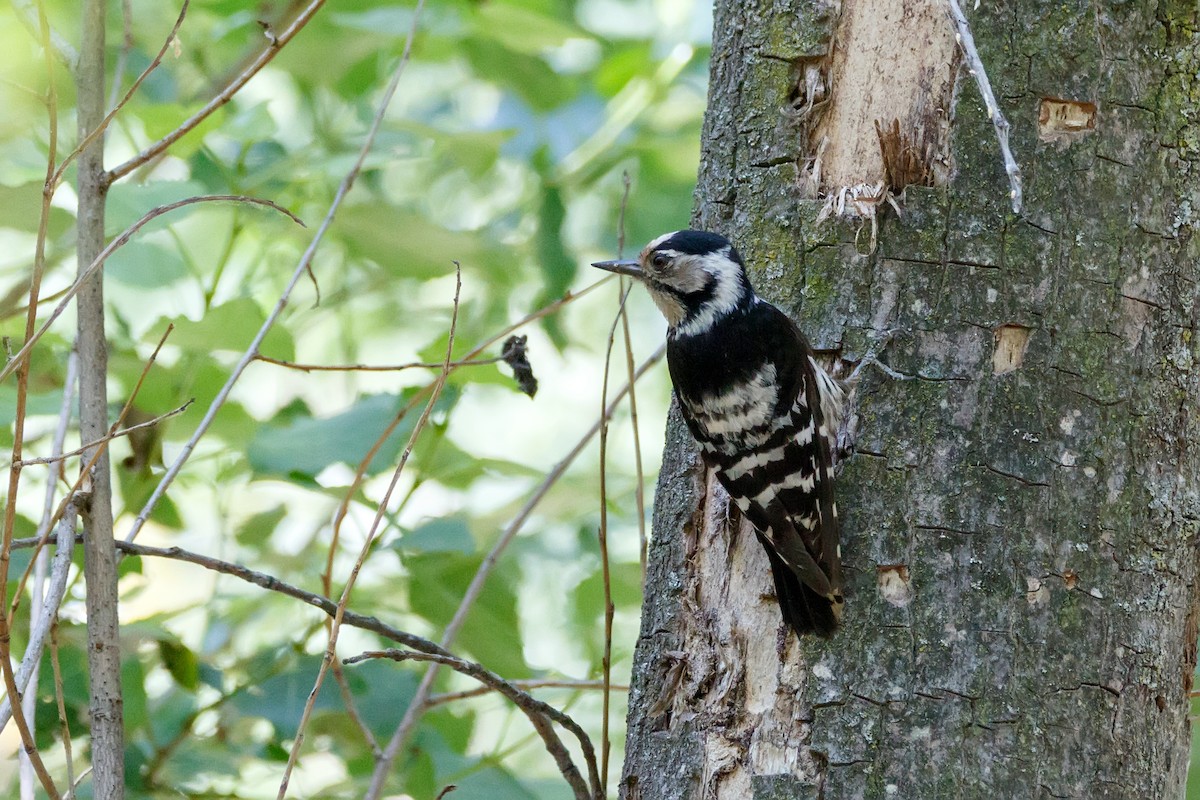 Lesser Spotted Woodpecker - ML621069289