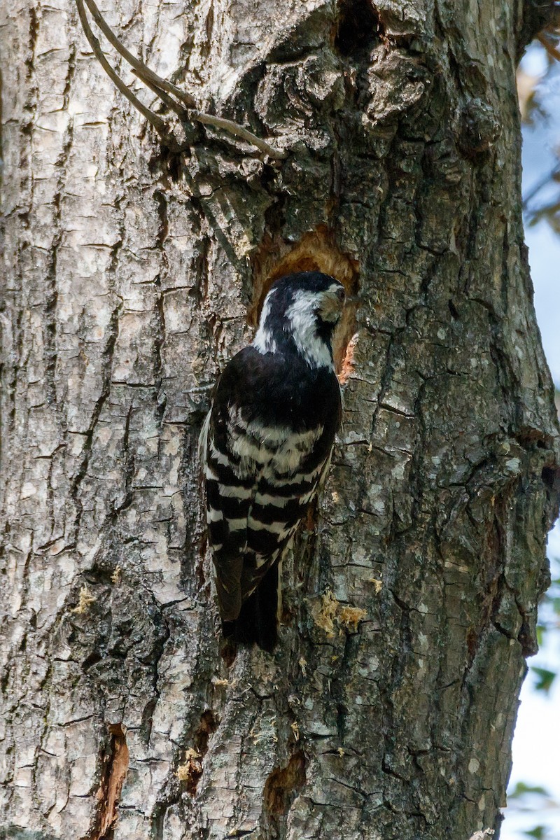 Lesser Spotted Woodpecker - ML621069290