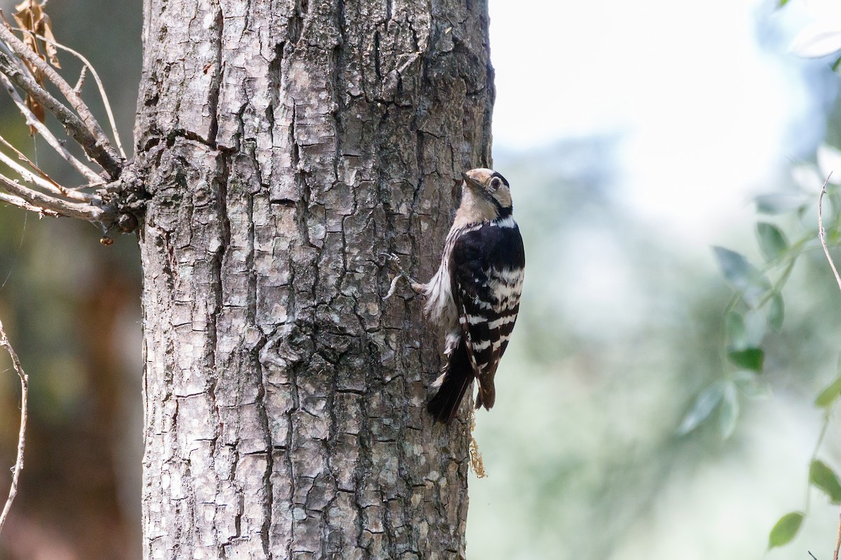 Lesser Spotted Woodpecker - Delfin Gonzalez