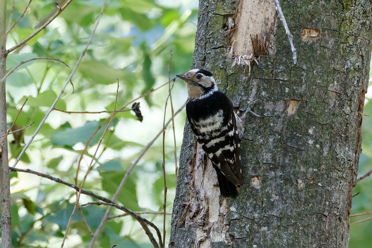 Lesser Spotted Woodpecker - ML621069292