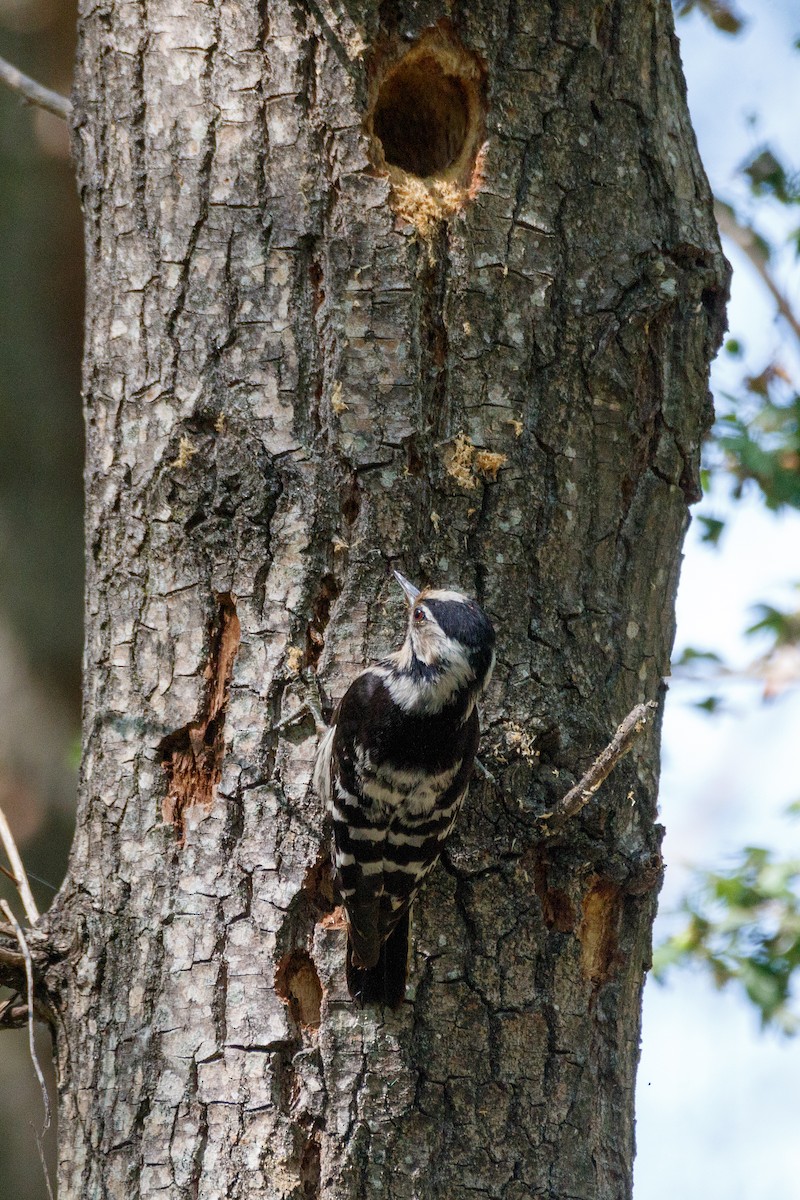 Lesser Spotted Woodpecker - ML621069293