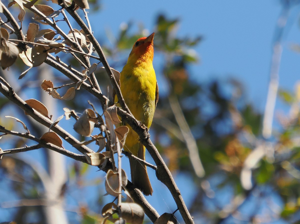 Western Tanager - ML621069294