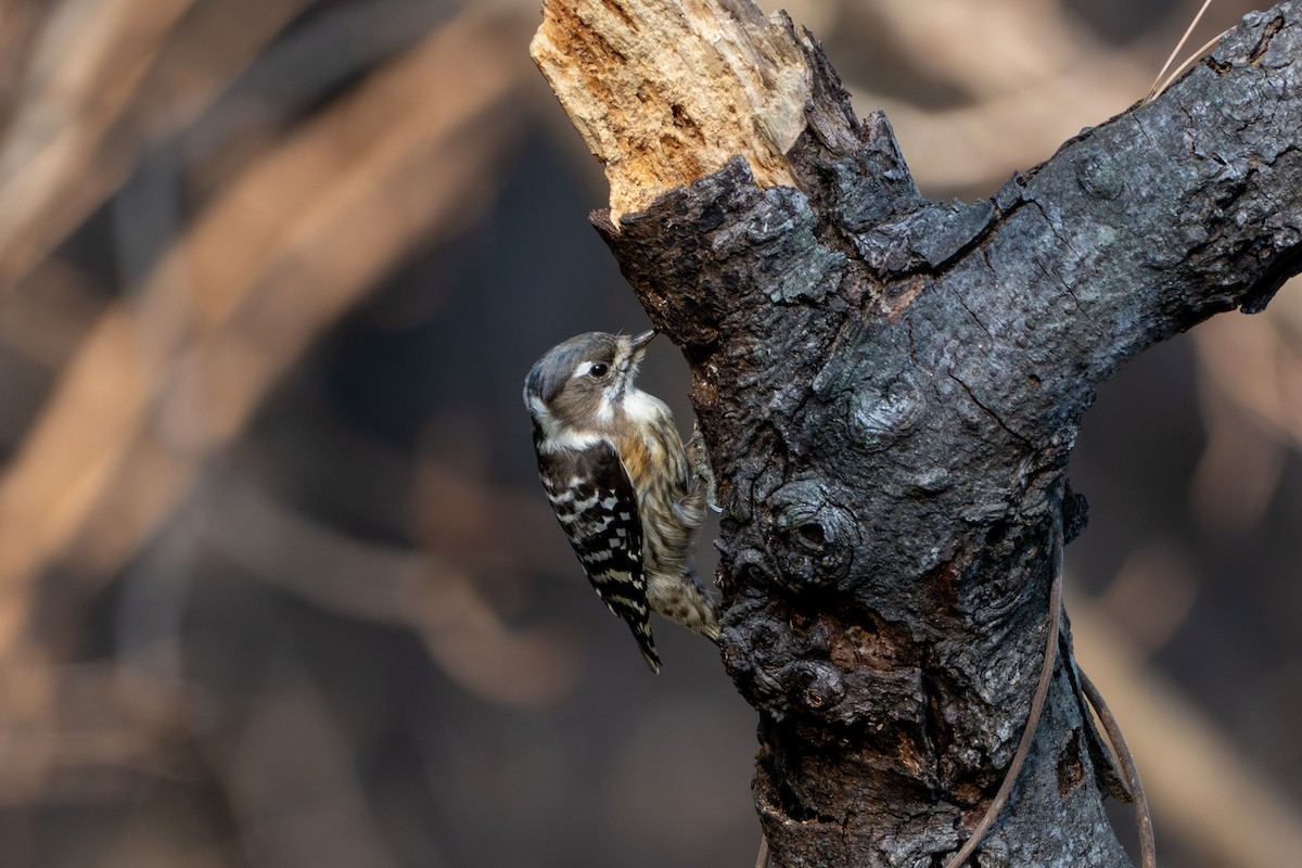 Japanese Pygmy Woodpecker - ML621069297