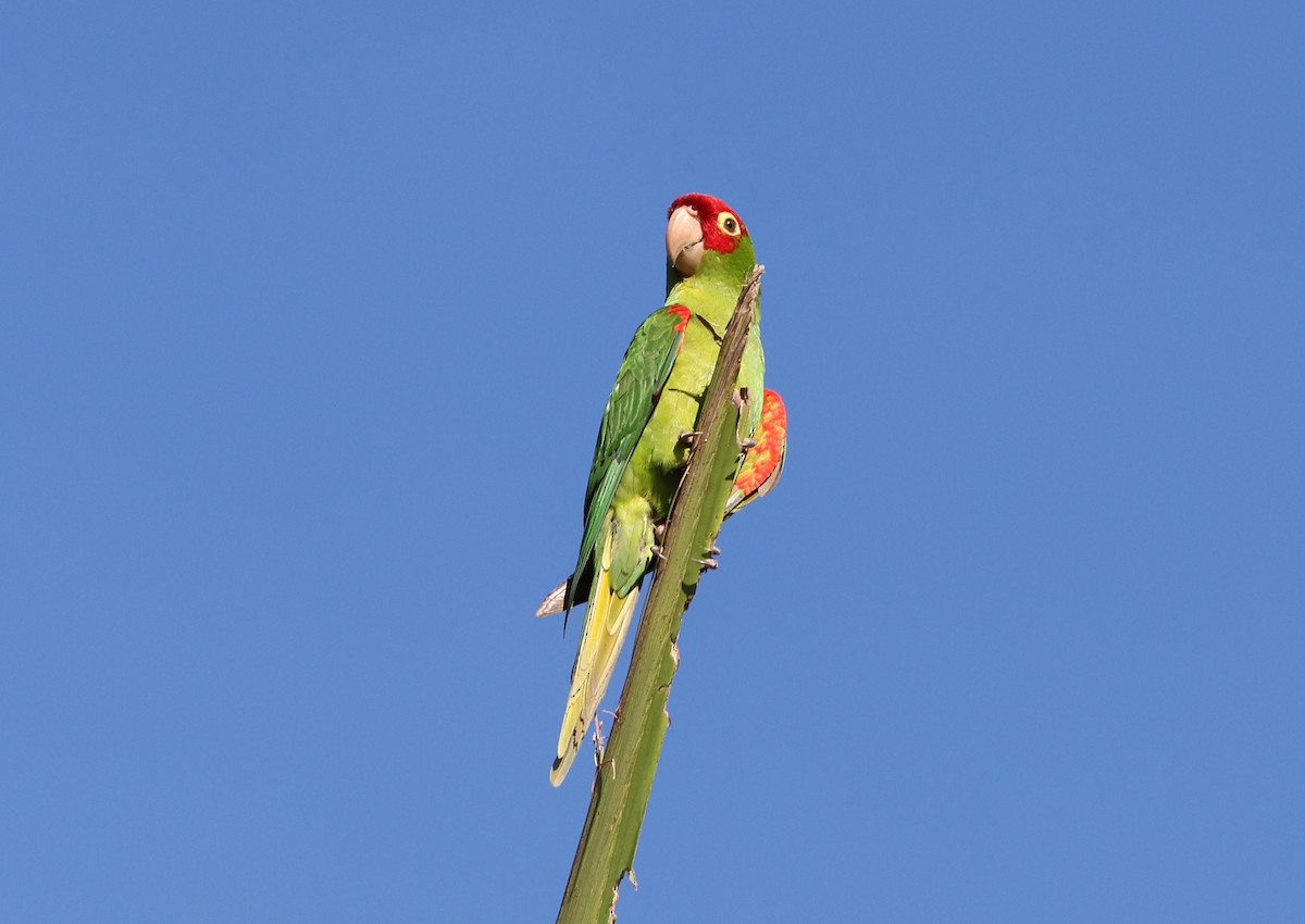 Red-masked Parakeet - ML621069315