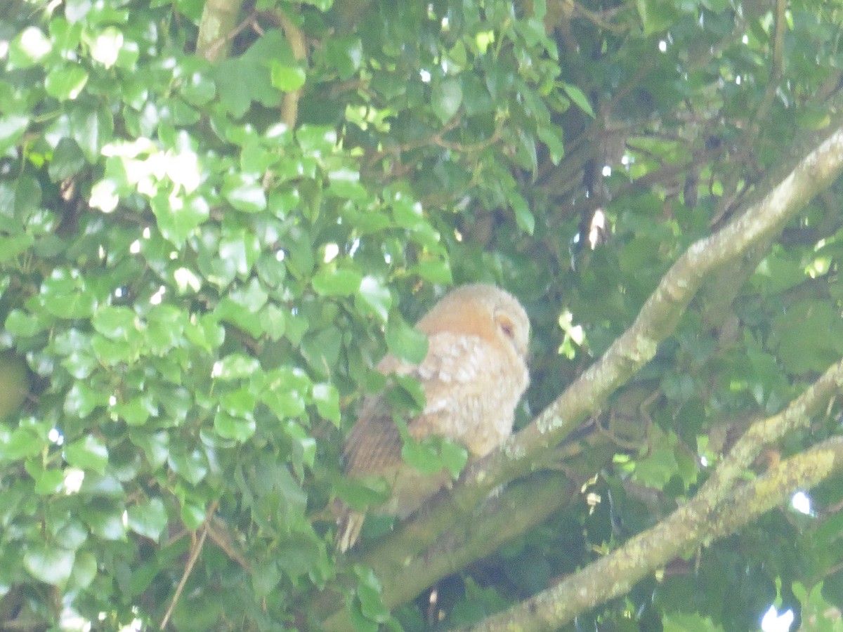 Tawny Owl - Anonymous