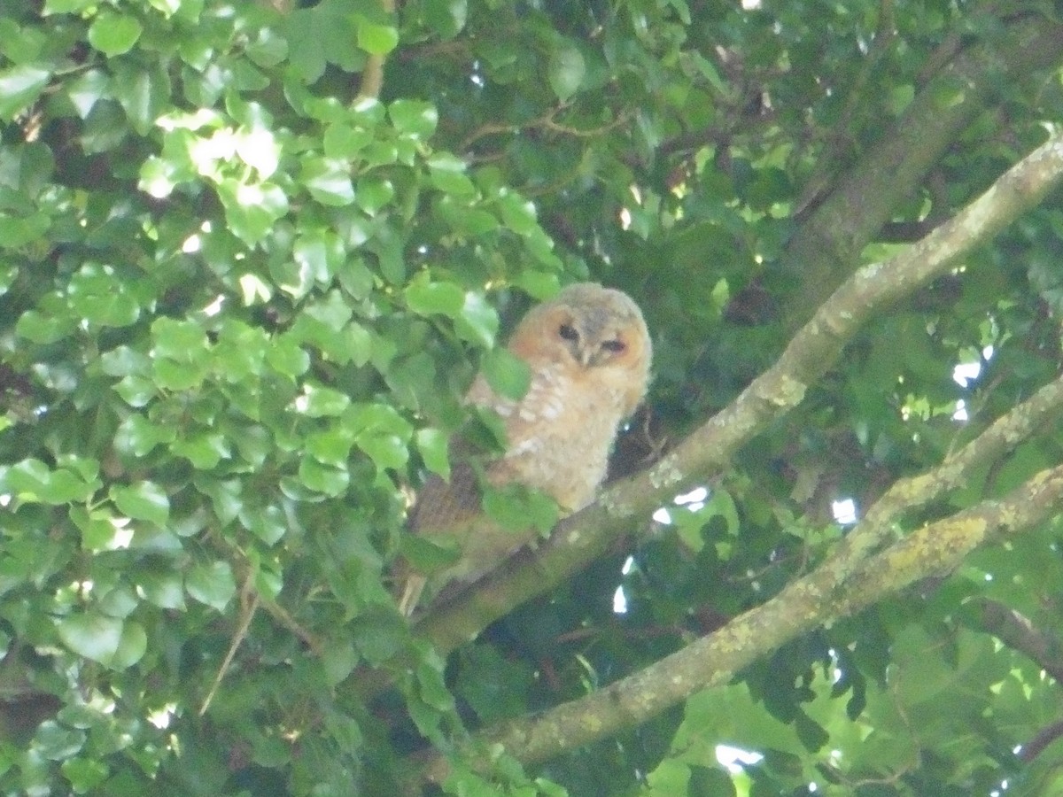 Tawny Owl - ML621069327
