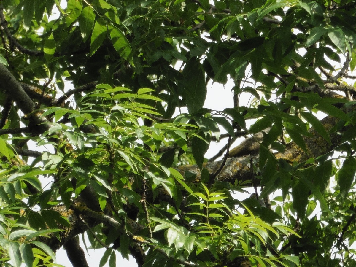 Eurasian Green Woodpecker - ML621069347