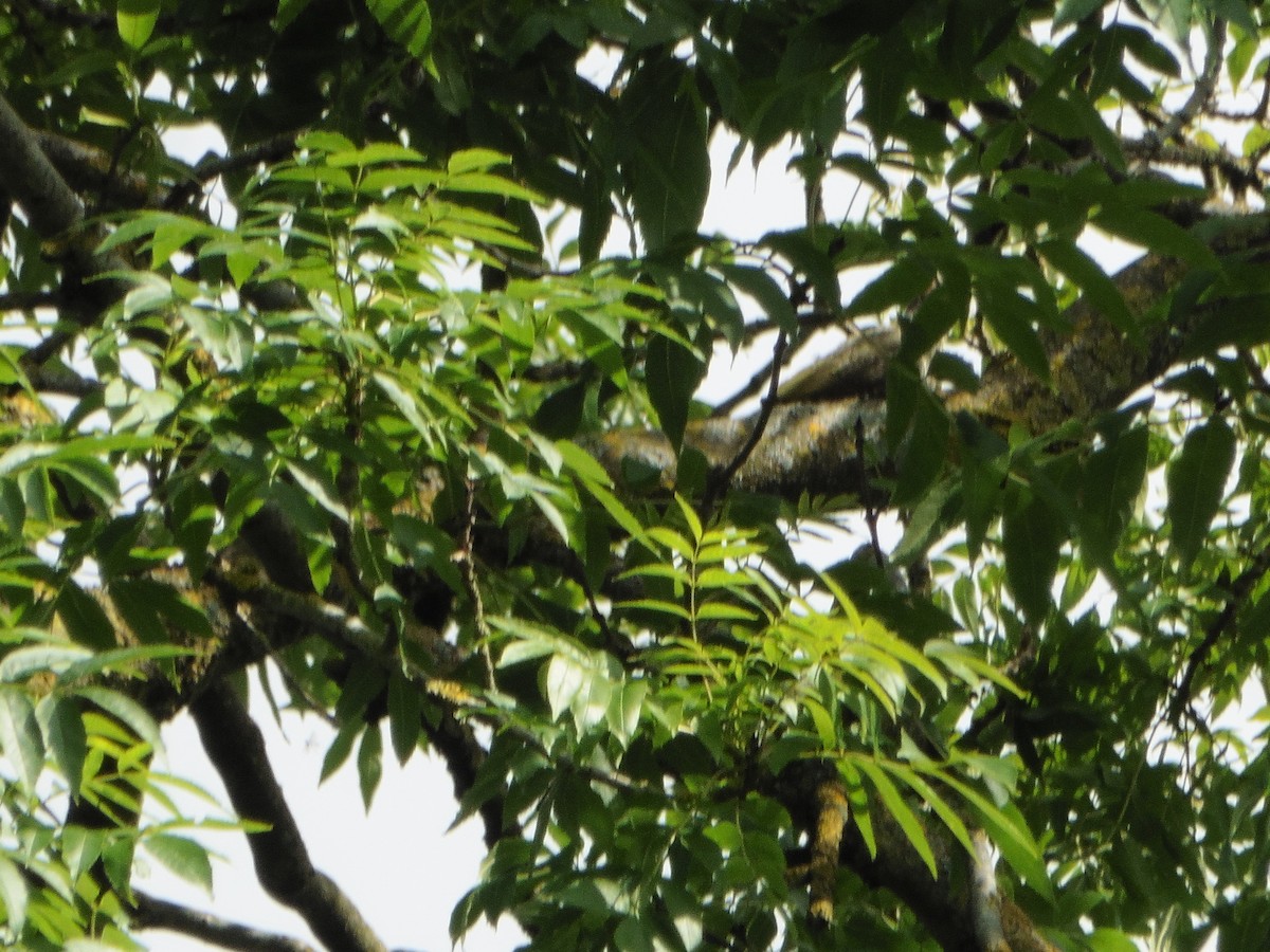 Eurasian Green Woodpecker - ML621069348