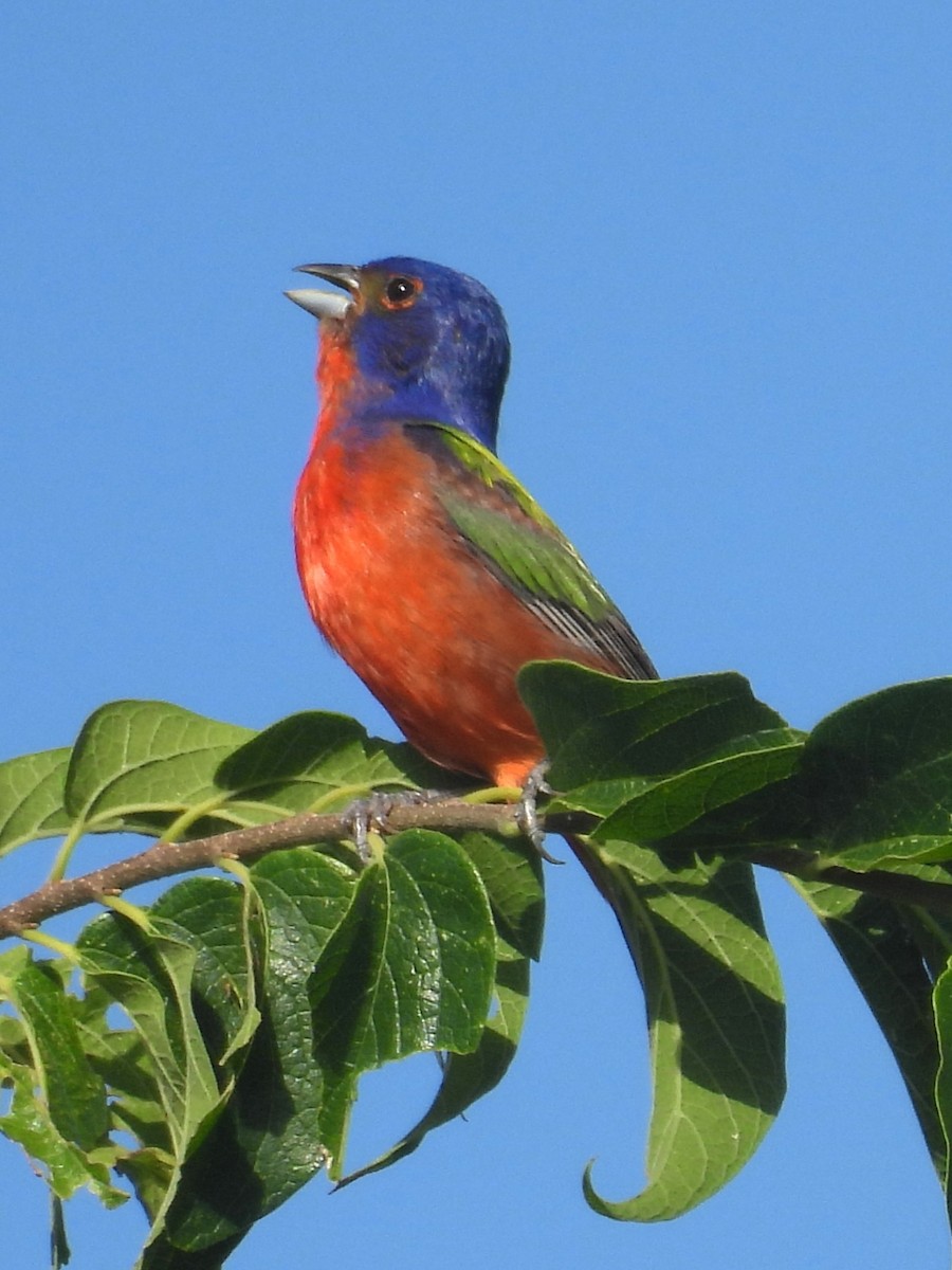 Painted Bunting - ML621069351