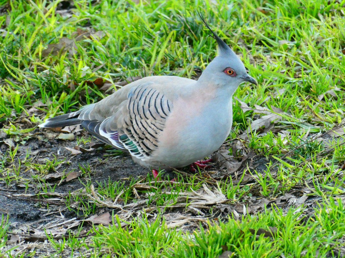 Crested Pigeon - ML621069363