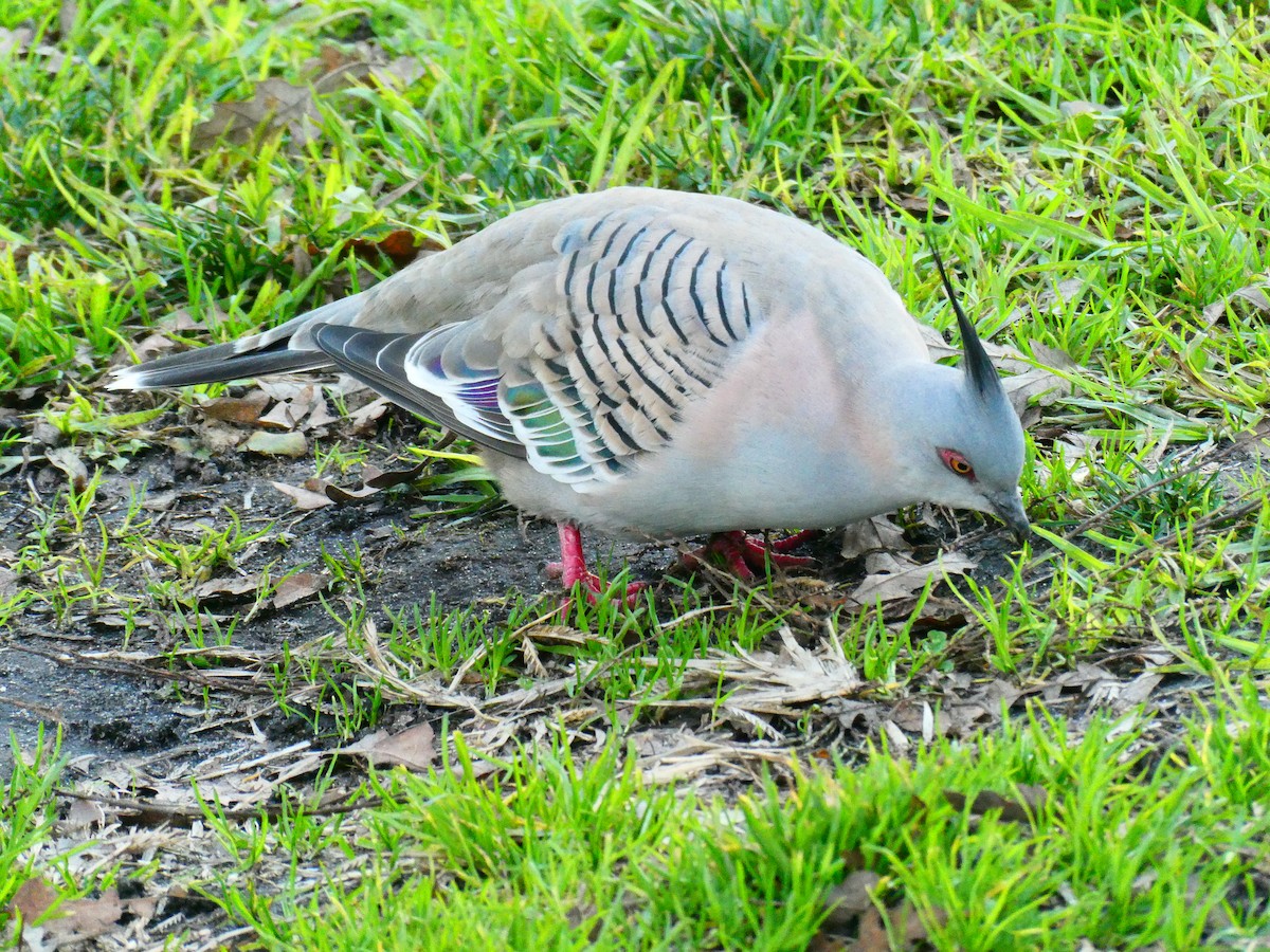 Crested Pigeon - ML621069372