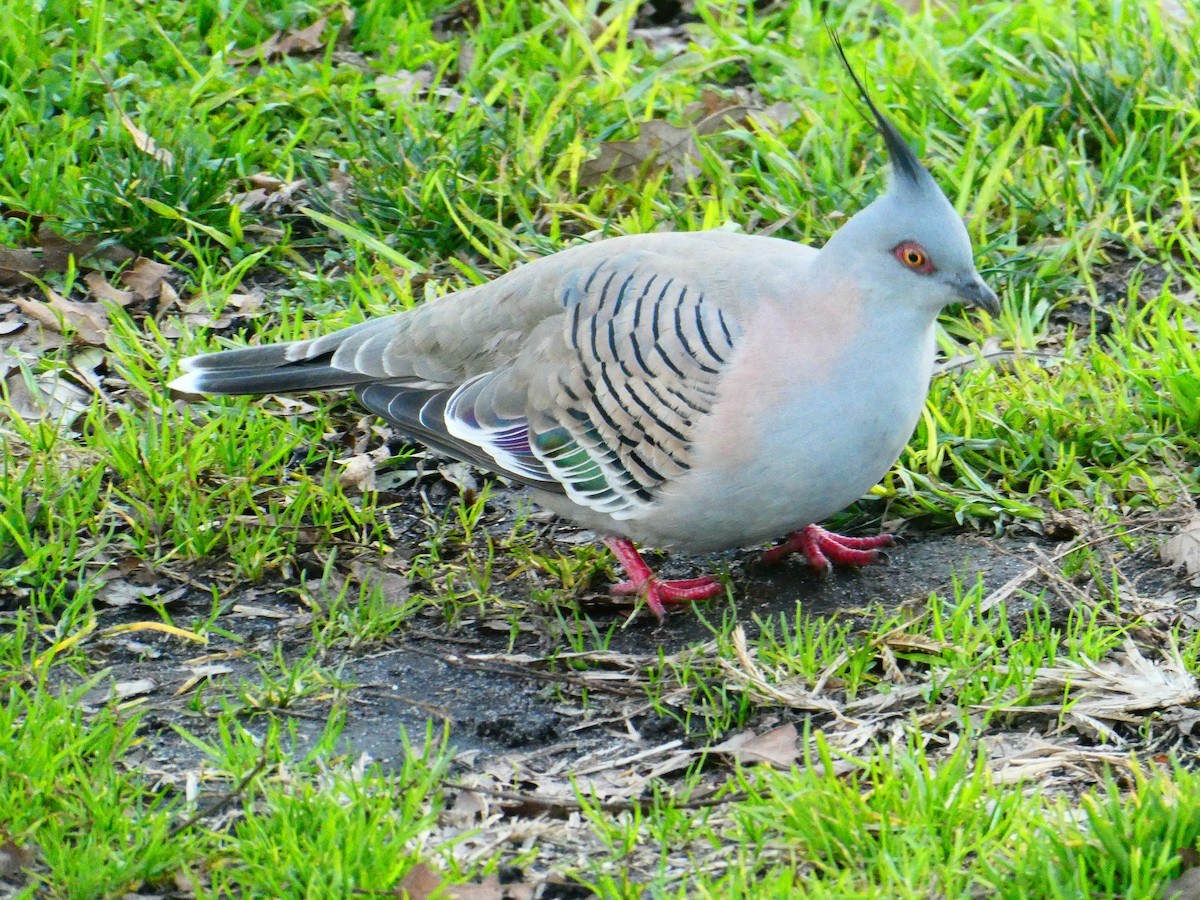 Crested Pigeon - ML621069375