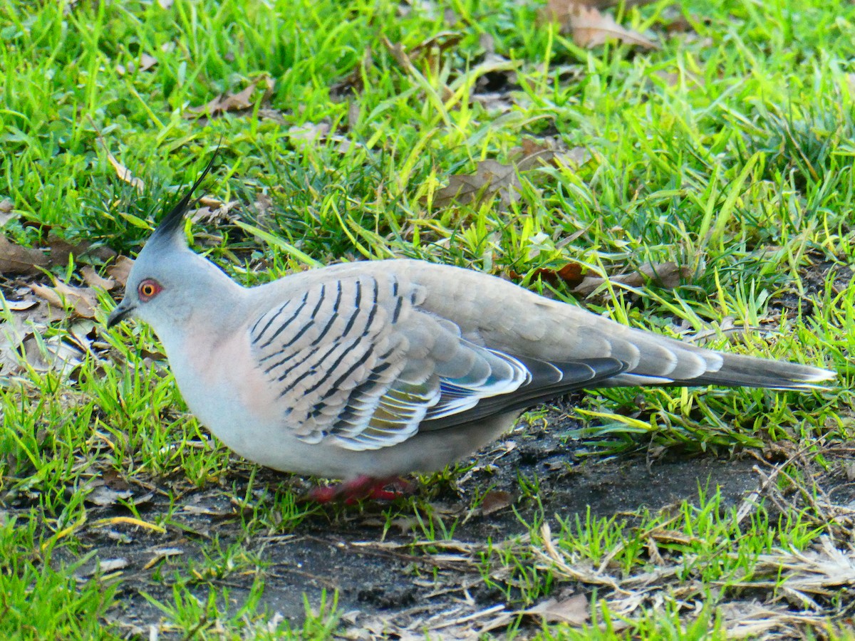 Crested Pigeon - ML621069381
