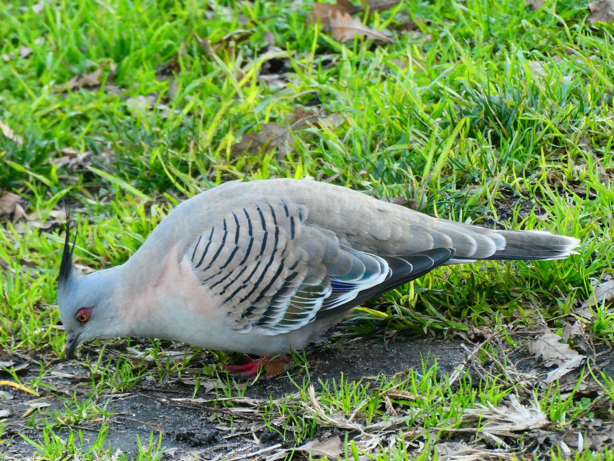 Crested Pigeon - ML621069383