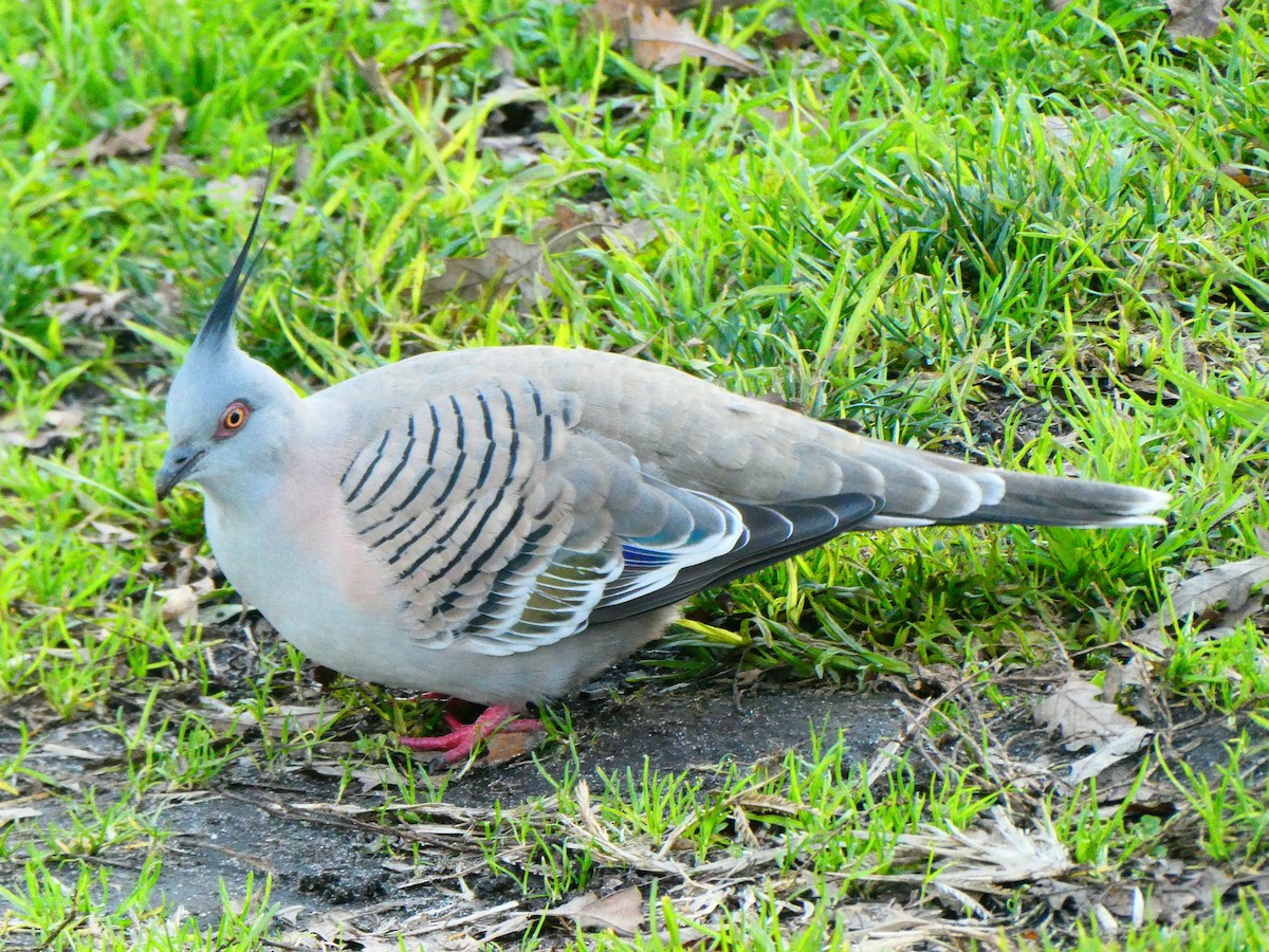 Crested Pigeon - ML621069387
