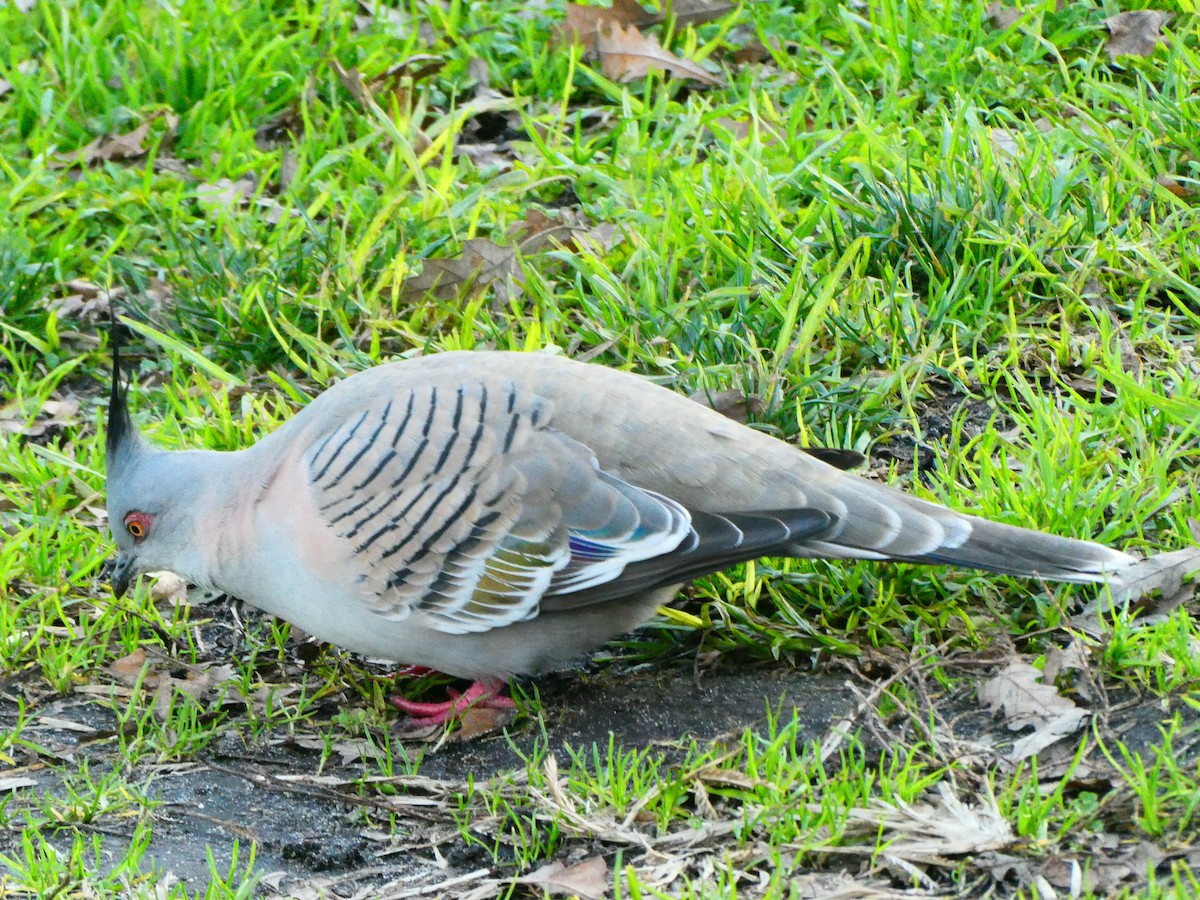 Crested Pigeon - ML621069389