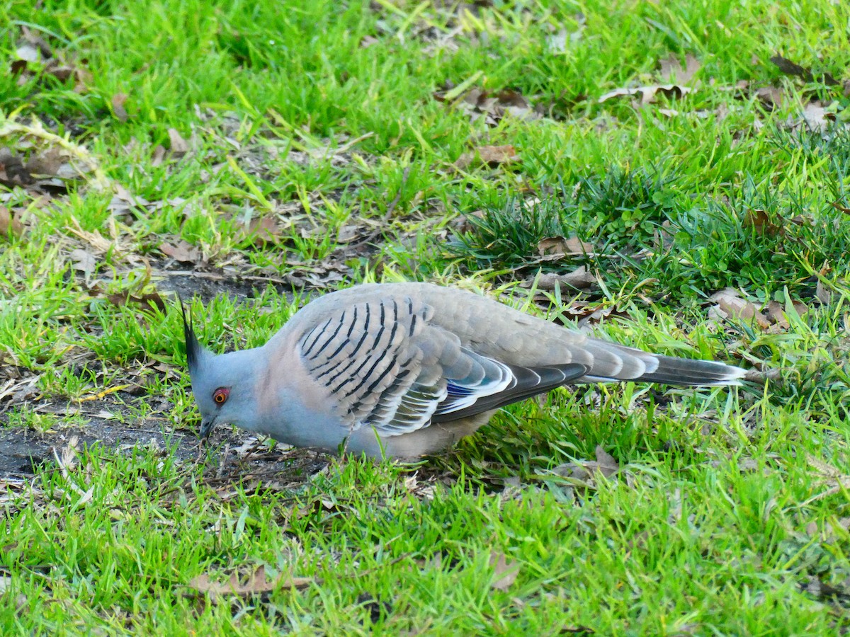 Crested Pigeon - ML621069395