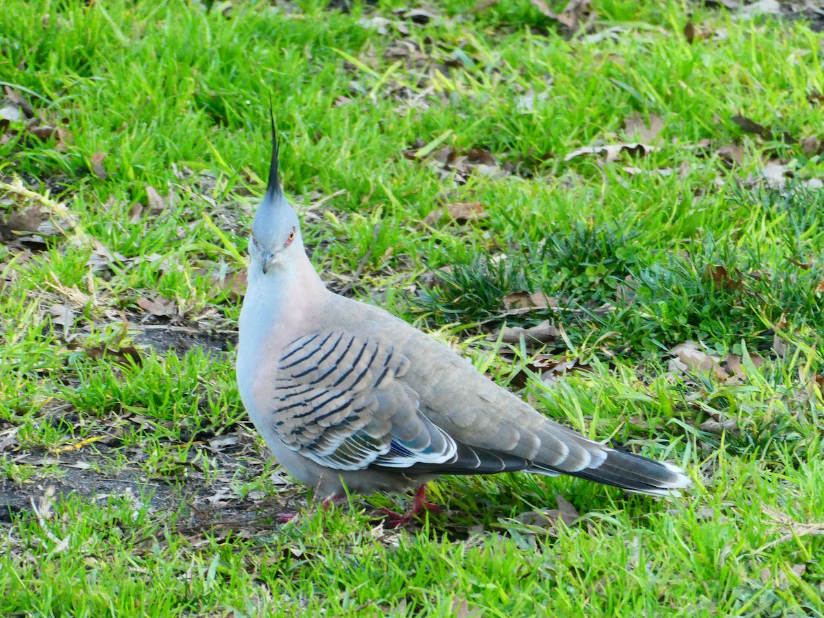 Crested Pigeon - ML621069398