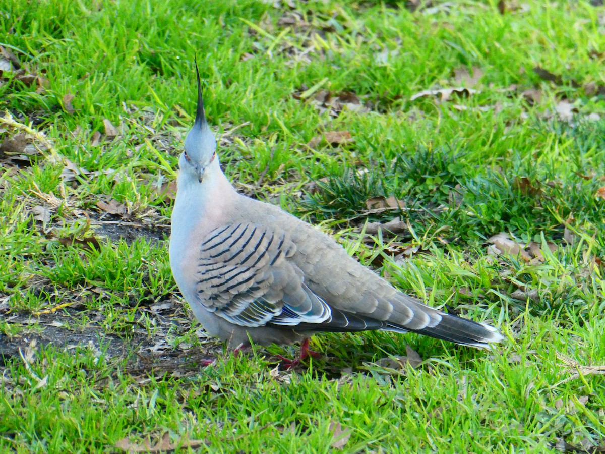 Crested Pigeon - ML621069400