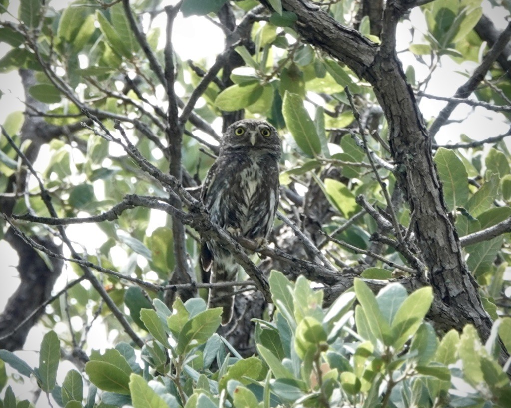 Northern Pygmy-Owl (Mountain) - ML621069428