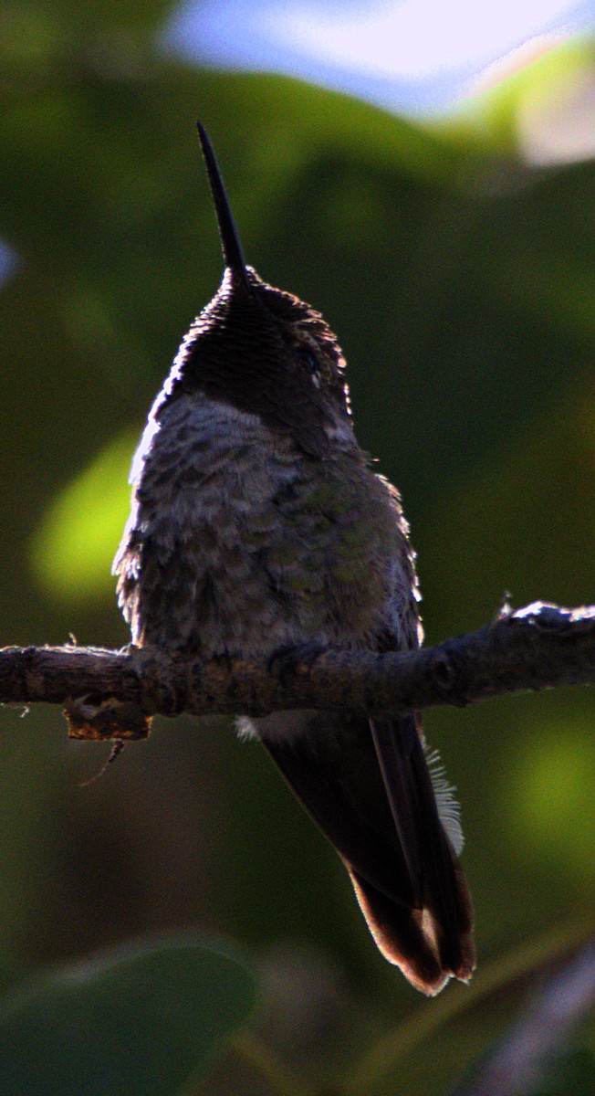 Black-chinned Hummingbird - ML621069474