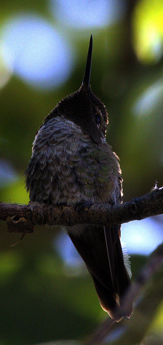 Black-chinned Hummingbird - ML621069475