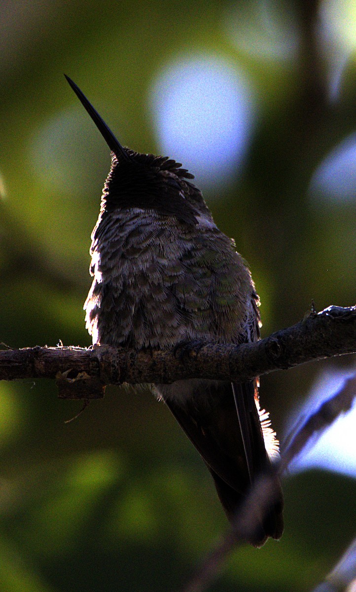 Black-chinned Hummingbird - ML621069476