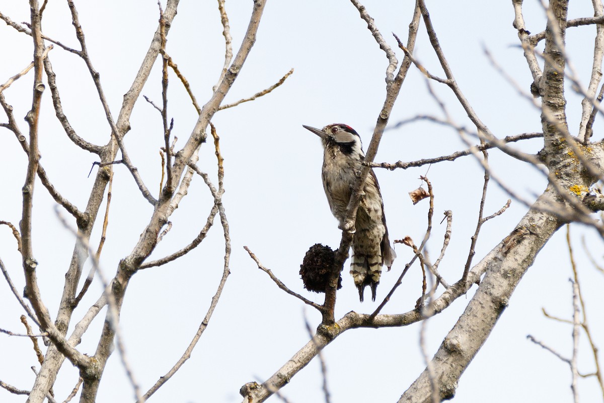 Lesser Spotted Woodpecker - ML621069487