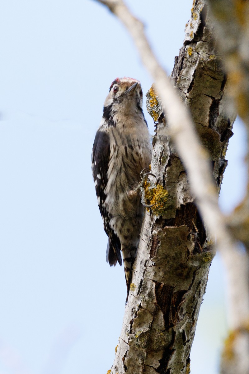 Lesser Spotted Woodpecker - ML621069488