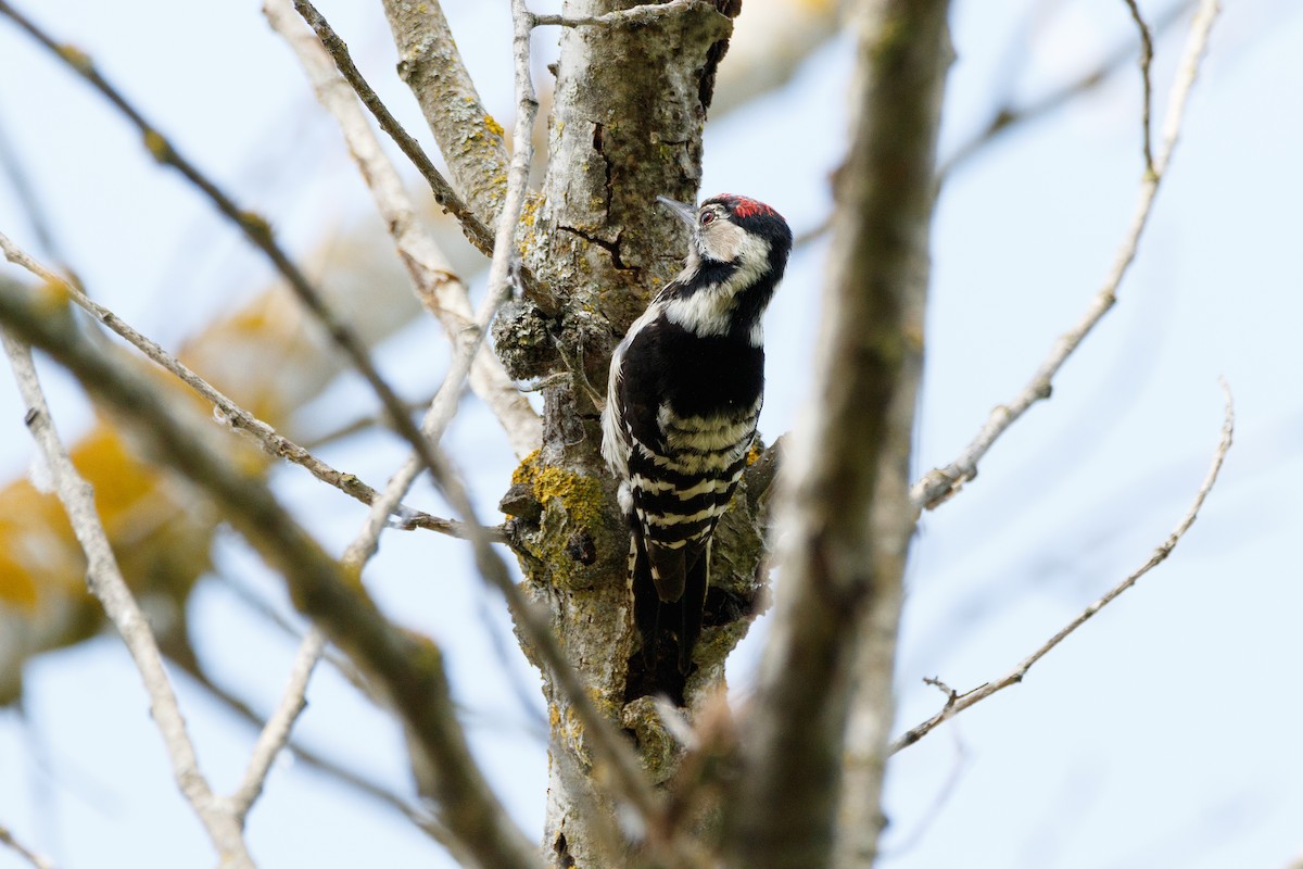 Lesser Spotted Woodpecker - ML621069489