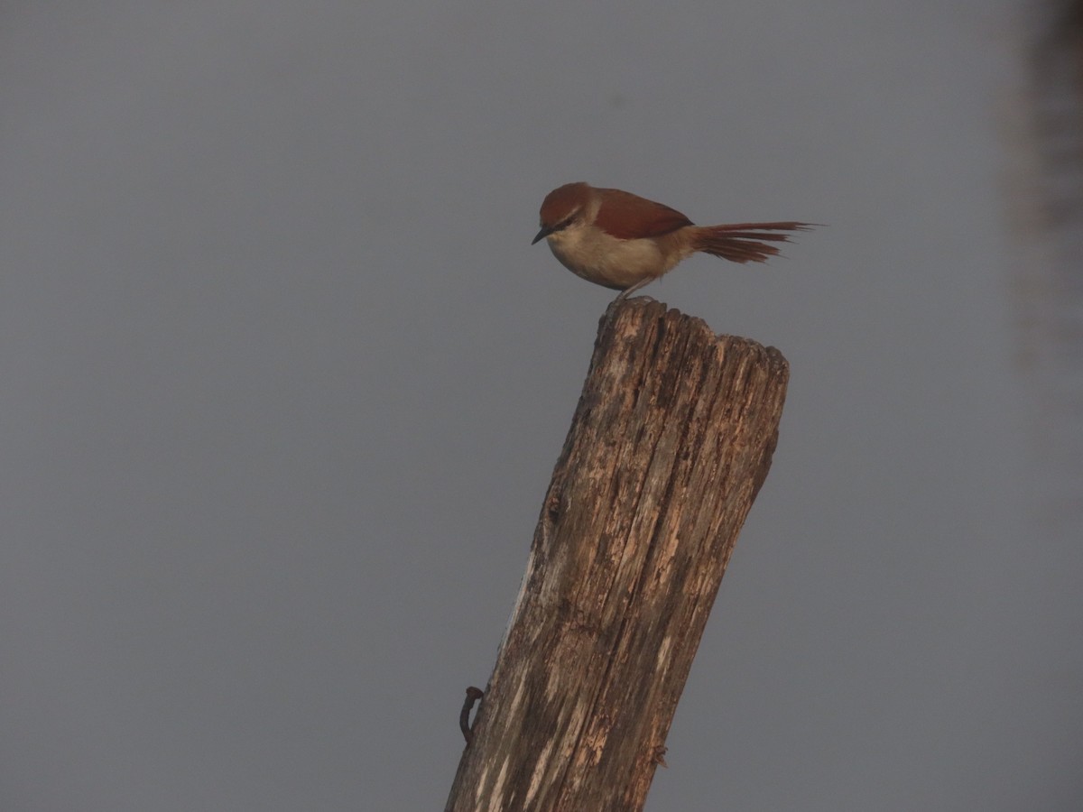 Yellow-chinned Spinetail - ML621069493