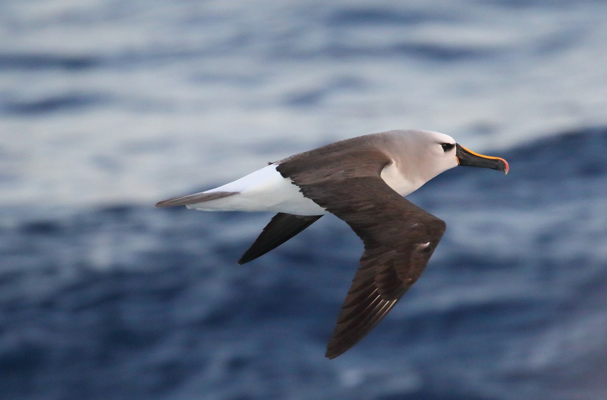 Atlantic Yellow-nosed Albatross - ML621069529