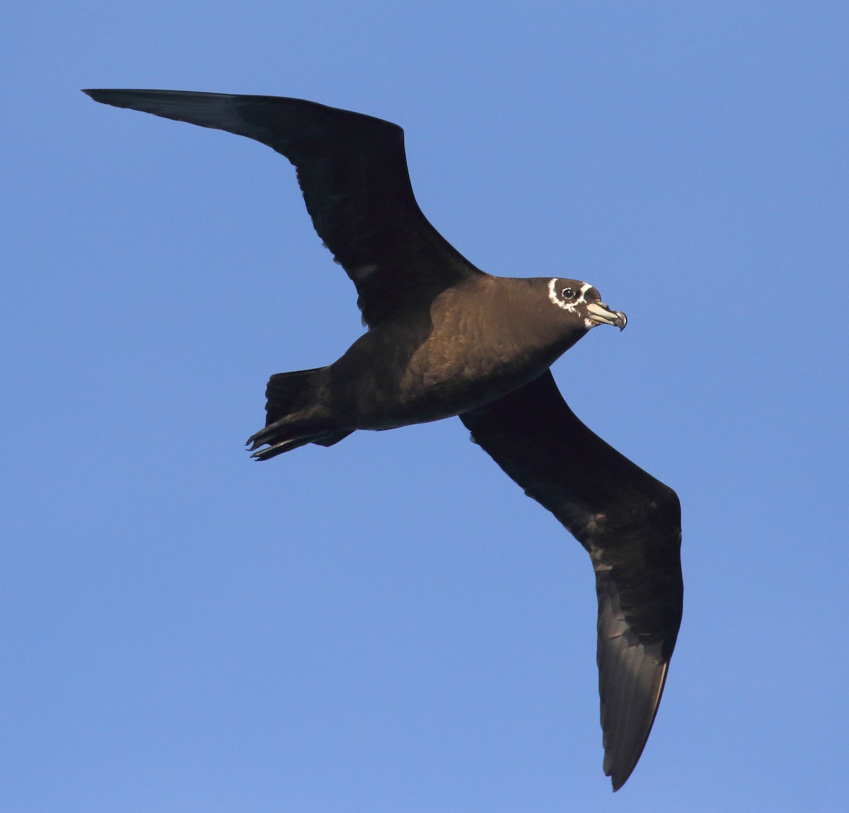 Spectacled Petrel - ML621069559