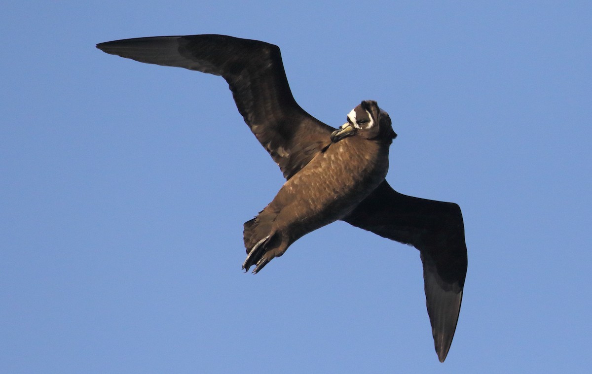 Spectacled Petrel - ML621069560
